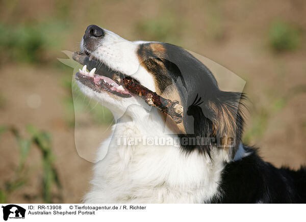 Australian Shepherd Portrait / Australian Shepherd Portrait / RR-13908