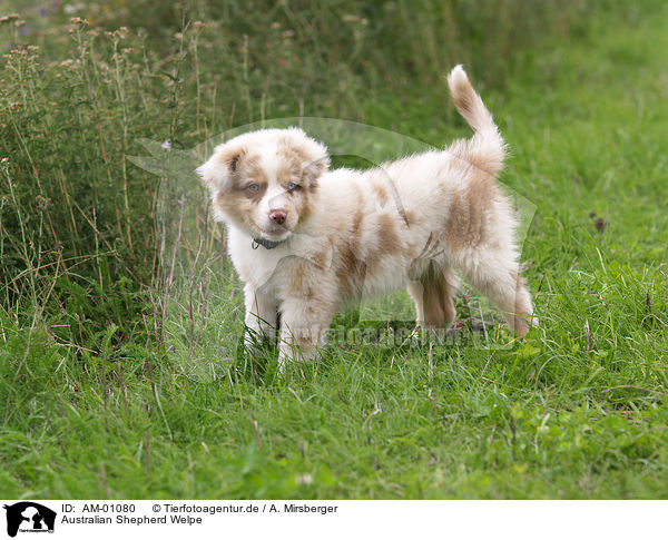 Australian Shepherd Welpe / puppy / AM-01080