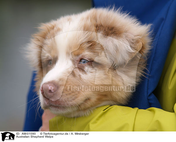 Australian Shepherd Welpe / puppy / AM-01090