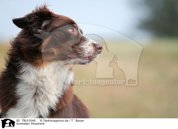 Australian Shepherd / Australian Shepherd / TB-01048