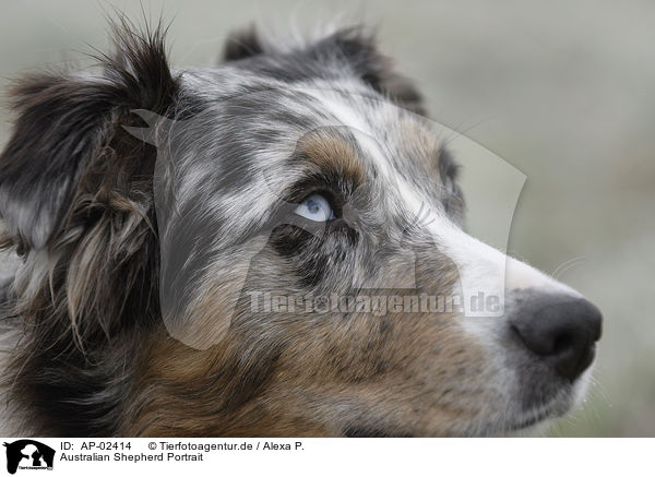 Australian Shepherd Portrait / Australian Shepherd Portrait / AP-02414