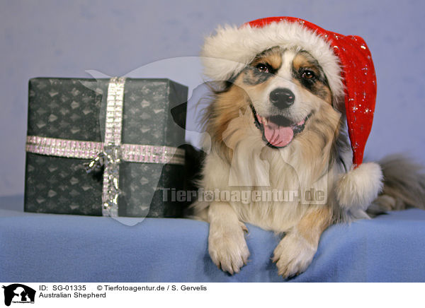 Australian Shepherd / Australian Shepherd / SG-01335