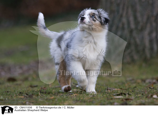 Australian Shepherd Welpe / Australian Shepherd puppy / CM-01006