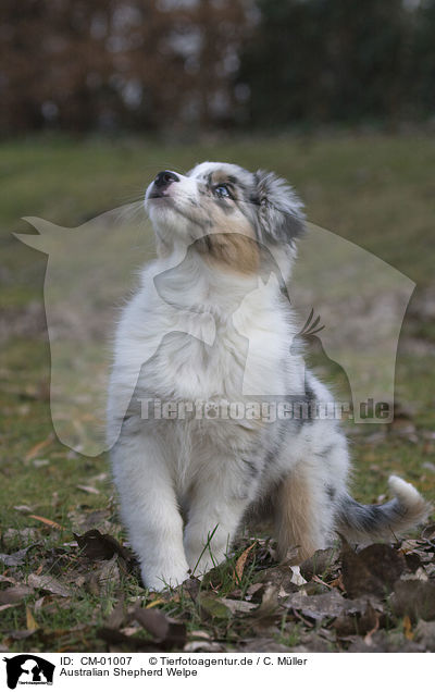 Australian Shepherd Welpe / Australian Shepherd puppy / CM-01007