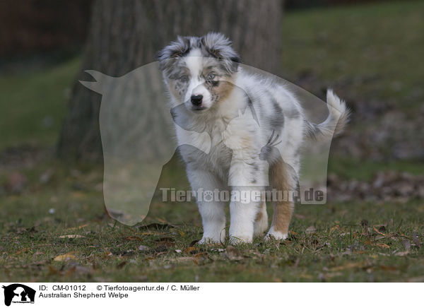 Australian Shepherd Welpe / Australian Shepherd puppy / CM-01012