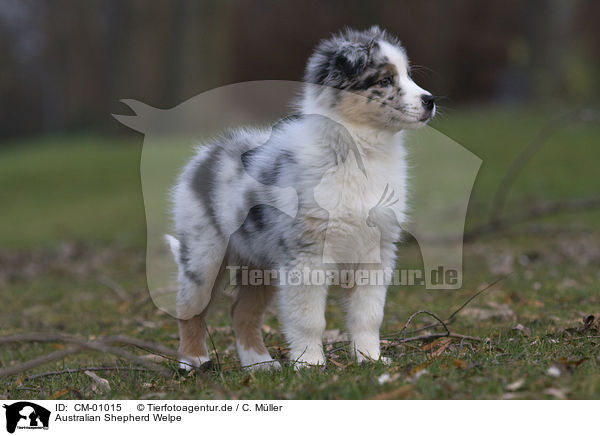 Australian Shepherd Welpe / Australian Shepherd puppy / CM-01015