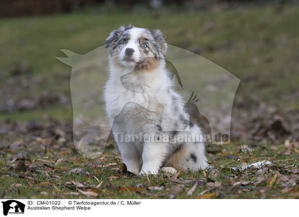 Australian Shepherd Welpe / Australian Shepherd puppy / CM-01022