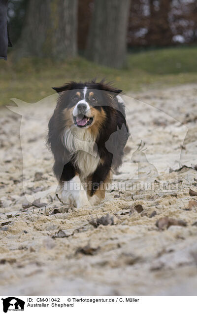 Australian Shepherd / Australian Shepherd / CM-01042