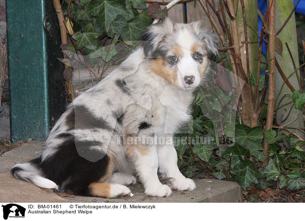 Australian Shepherd Welpe / Australian Shepherd puppy / BM-01461