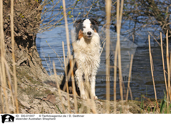 sitzender Australian Shepherd / sitting Australian Shepherd / DG-01007