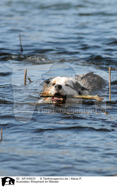 Australian Shepherd im Wasser / Australian Shepherd at water / AP-04833