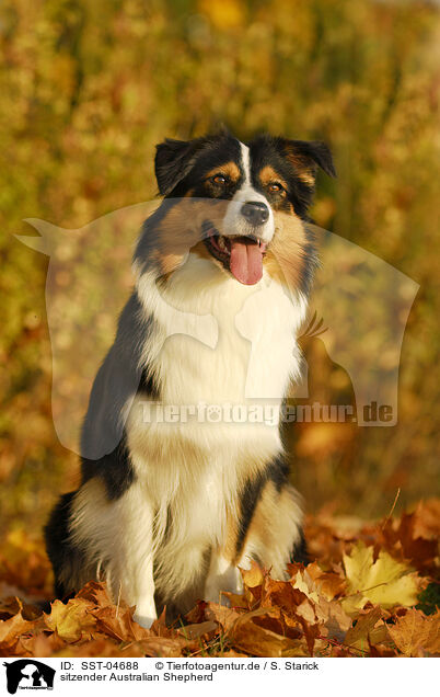 sitzender Australian Shepherd / sitting Australian Shepherd / SST-04688