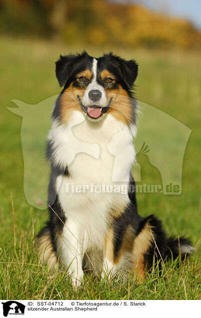 sitzender Australian Shepherd / sitting Australian Shepherd / SST-04712