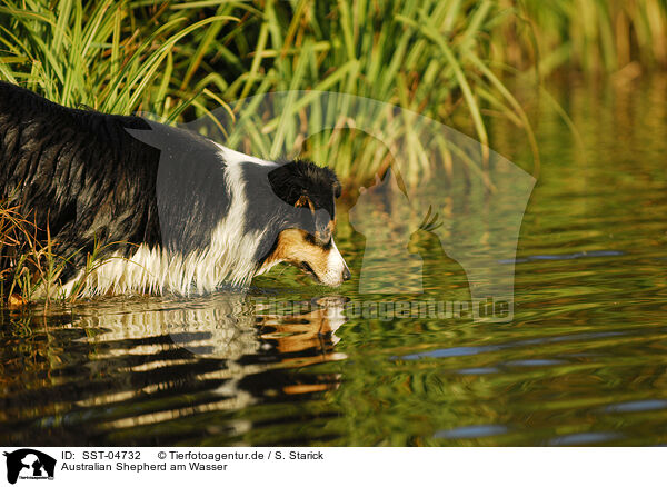 Australian Shepherd am Wasser / Australian Shepherd at water / SST-04732