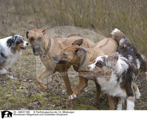 Rhodesian Ridgeback und Australian Shepherd / Rhodesian Ridgeback und Australian Shepherd / AM-01196