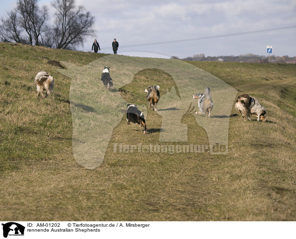 rennende Australian Shepherds / running Australian Shepherds / AM-01202