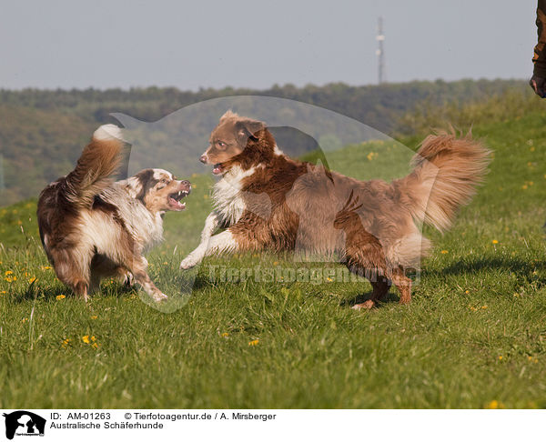Australische Schferhunde / Australian Shepherds / AM-01263