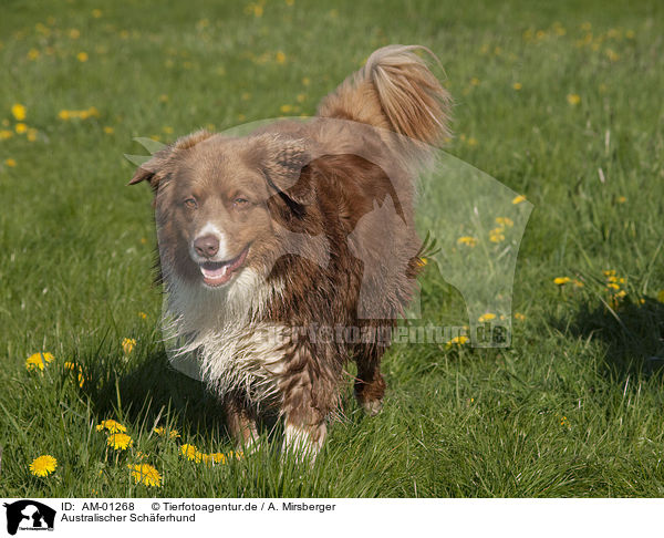Australischer Schferhund / Australian Shepherd / AM-01268