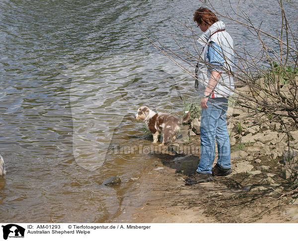 Australian Shepherd Welpe / Australian Shepherd puppy / AM-01293