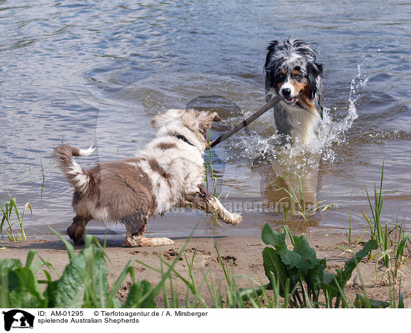 spielende Australian Shepherds / playing Australian Shepherds / AM-01295