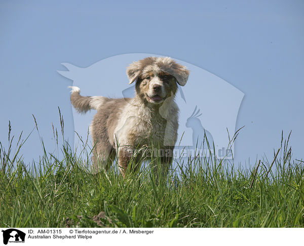 Australian Shepherd Welpe / Australian Shepherd puppy / AM-01315