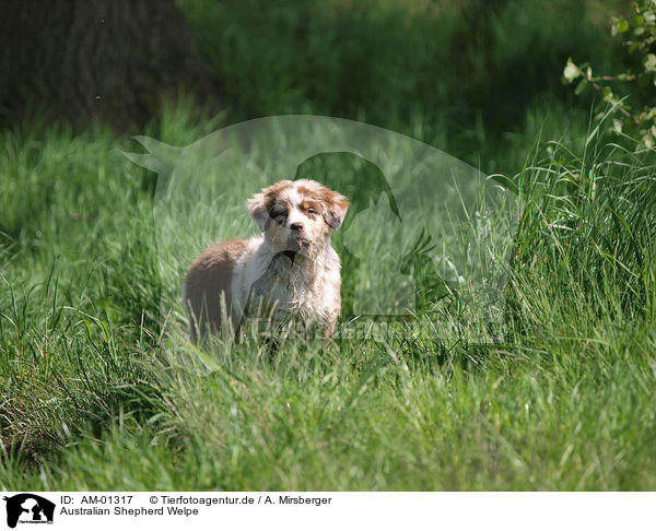 Australian Shepherd Welpe / Australian Shepherd puppy / AM-01317