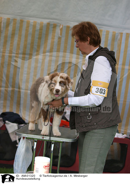 Hundeausstellung / dog show / AM-01320