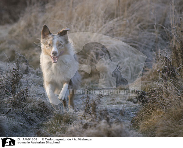 red-merle Australian Shepherd / red-merle Australian Shepherd / AM-01368