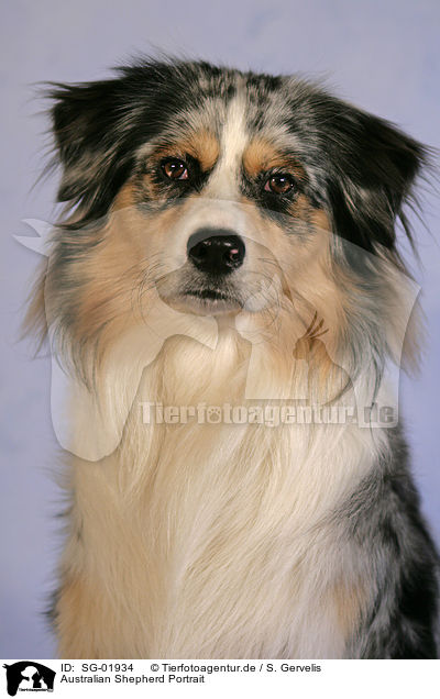 Australian Shepherd Portrait / Australian Shepherd Portrait / SG-01934