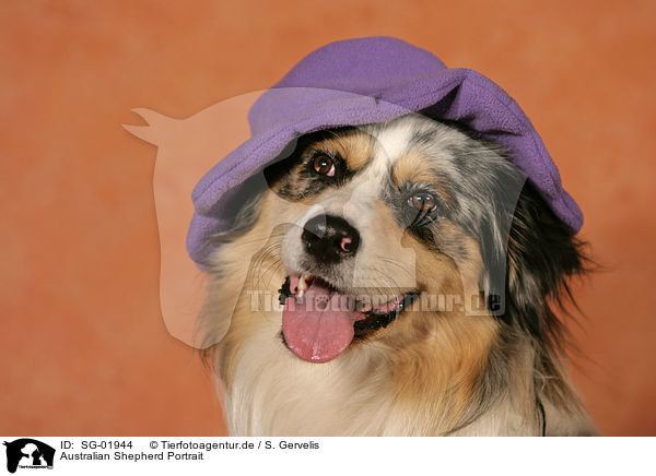 Australian Shepherd Portrait / Australian Shepherd Portrait / SG-01944