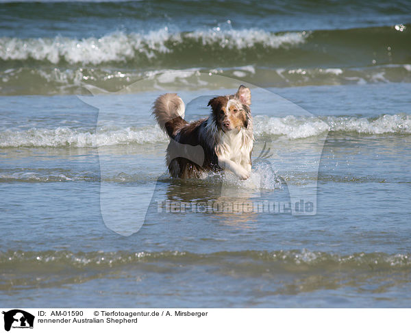 rennender Australian Shepherd / running Australian Shepherd / AM-01590