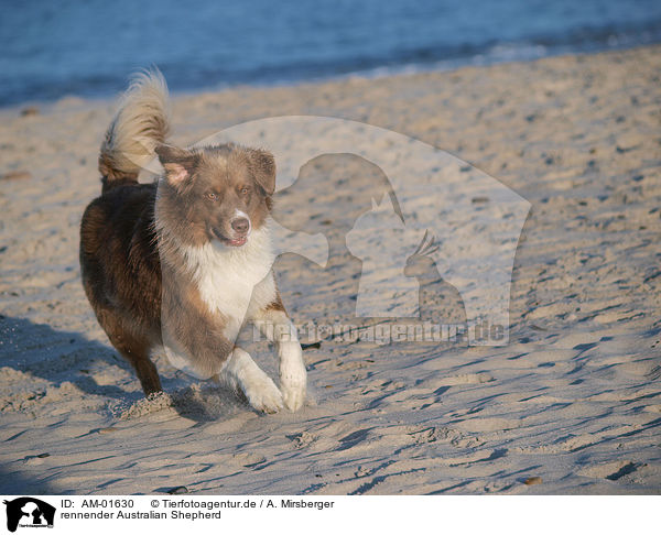 rennender Australian Shepherd / running Australian Shepherd / AM-01630