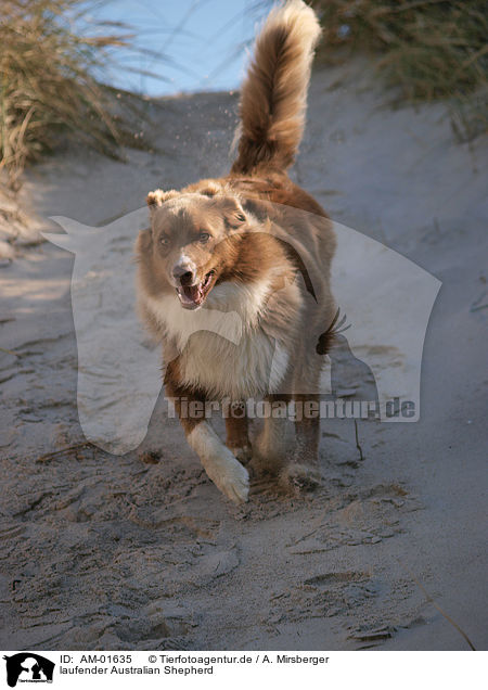 laufender Australian Shepherd / walking Australian Shepherd / AM-01635