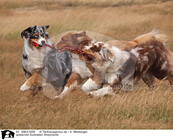 spielende Australian Shepherds / playing Australian Shepherds / AM-01956