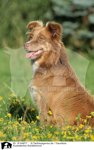 Australischer Schferhund / Australian Shepherd / IF-04877
