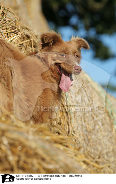 Australischer Schferhund / Australian Shepherd / IF-04882
