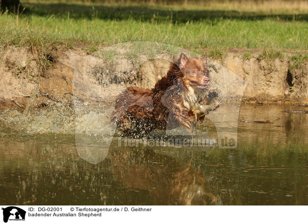 badender Australian Shepherd / bathing Australian Shepherd / DG-02001