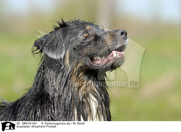 Australian Shepherd Portrait / Australian Shepherd Portrait / MR-04184