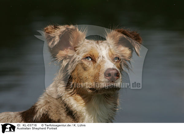 Australian Shepherd Portrait / Australian Shepherd Portrait / KL-03716