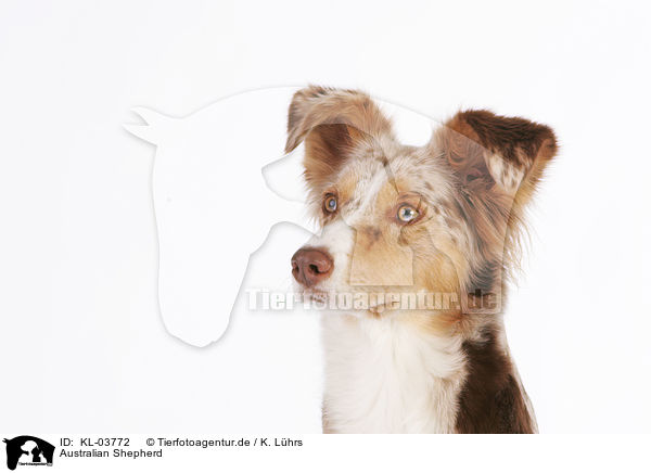 Australian Shepherd / Australian Shepherd / KL-03772