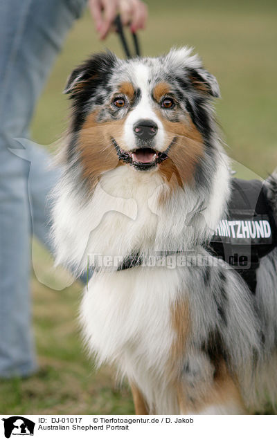 Australian Shepherd Portrait / Australian Shepherd Portrait / DJ-01017