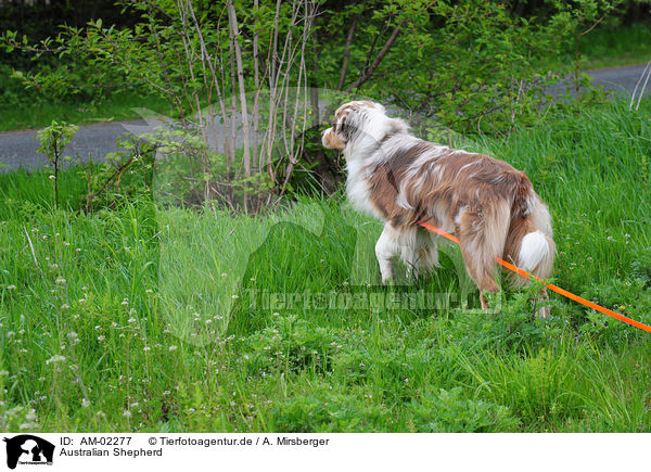 Australian Shepherd / Australian Shepherd / AM-02277