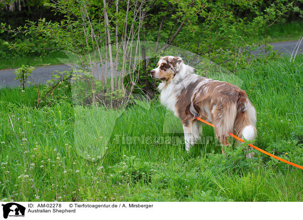 Australian Shepherd / Australian Shepherd / AM-02278