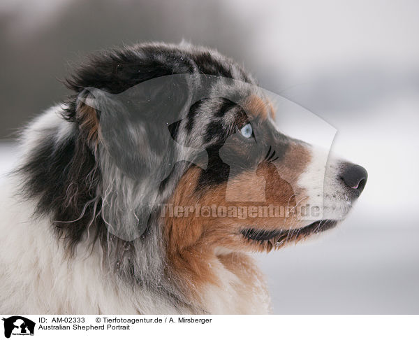 Australian Shepherd Portrait / Australian Shepherd Portrait / AM-02333