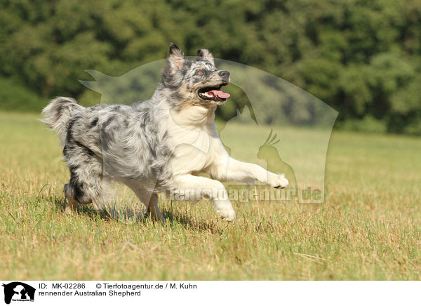 rennender Australian Shepherd / running Australian Shepherd / MK-02286