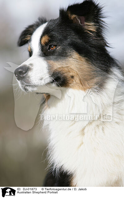 Australian Shepherd Portrait / Australian Shepherd Portrait / DJ-01873