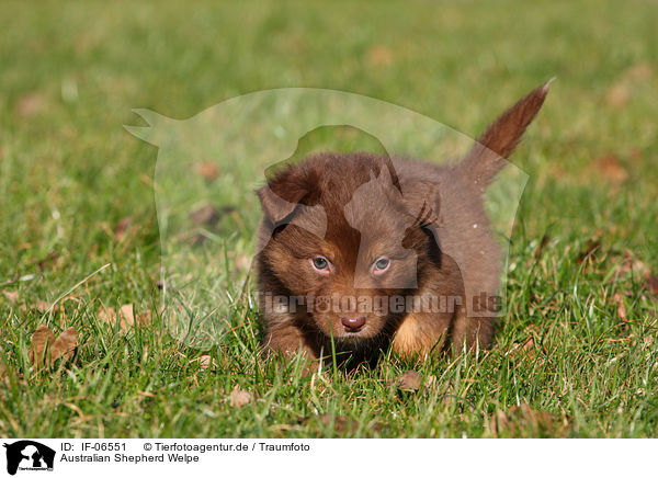 Australian Shepherd Welpe / Australian Shepherd Puppy / IF-06551