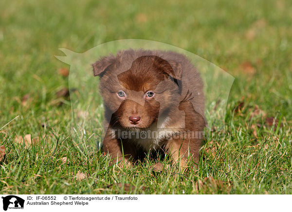 Australian Shepherd Welpe / Australian Shepherd Puppy / IF-06552