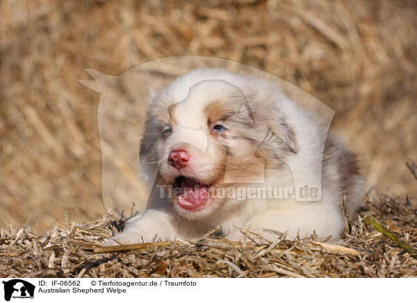 Australian Shepherd Welpe / Australian Shepherd Puppy / IF-06562