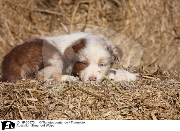 Australian Shepherd Welpe / Australian Shepherd Puppy / IF-06573